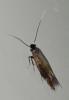 Bucculatrix nigricomella